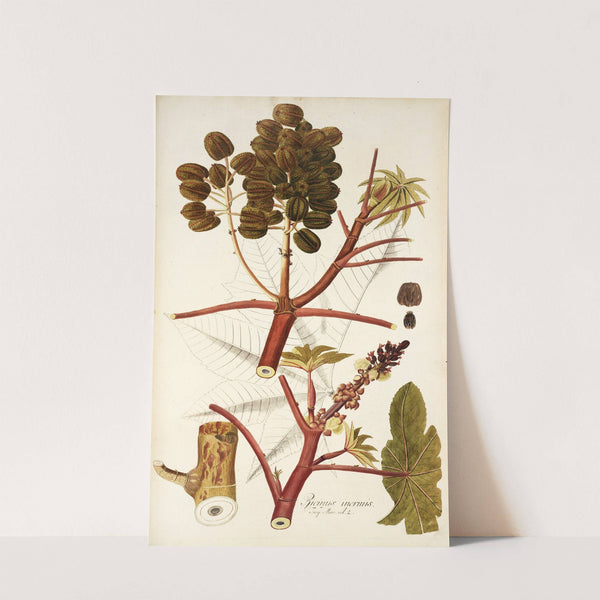 Ricinus inermis by Nikolaus Joseph Freiherr von Jacquin