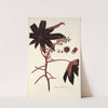 Ricinus lividus by Nikolaus Joseph Freiherr von Jacquin