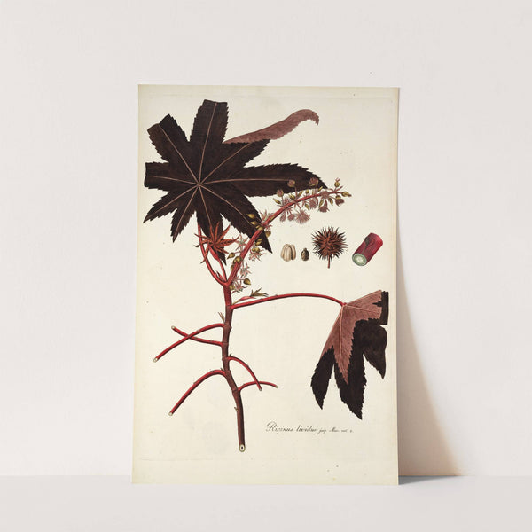 Ricinus lividus by Nikolaus Joseph Freiherr von Jacquin