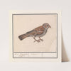 Rietgors (Emberiza schoeniclus) (1596-1610) by Anselmus Boëtius de Boodt