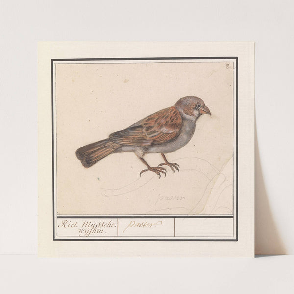 Rietgors (Emberiza schoeniclus) (1596-1610) by Anselmus Boëtius de Boodt
