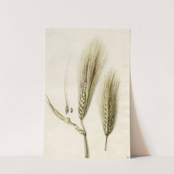 Rijpe gerst by Barend Hendrik Thier