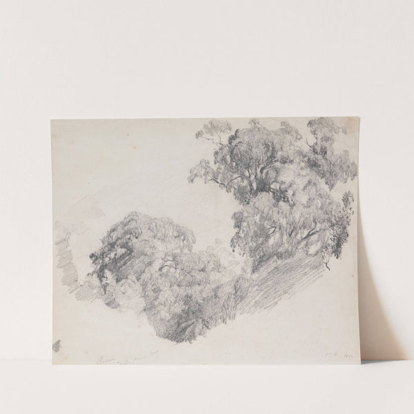 Rimu, Taranaki by James Crowe Richmond