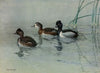 Ring-Necked Duck