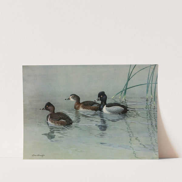 Ring-Necked Duck (1922-1926) by Allan Brooks