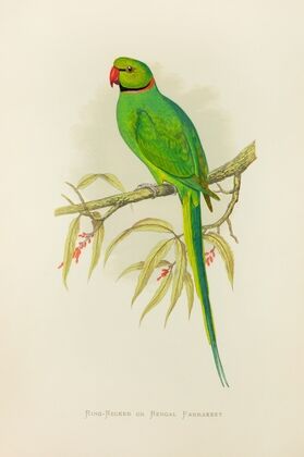 Ring-Necked or Bengal Parrakeet (1884-1887) — size preview