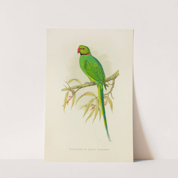 Ring-Necked or Bengal Parrakeet (1884-1887) by Alexander Francis Lydon