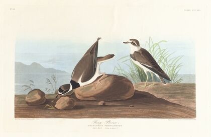 Ring plover