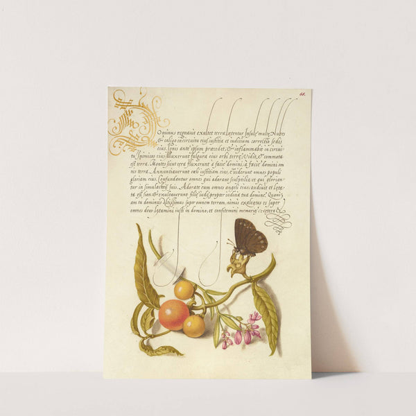Ringlet, False Jerusalem Cherry, and Milkwort (1561–1596) by Joris Hoefnagel