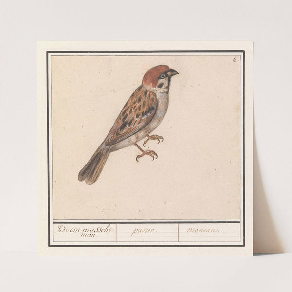 Ringmus (Passer montanus). (1596-1610) by Anselmus Boëtius de Boodt