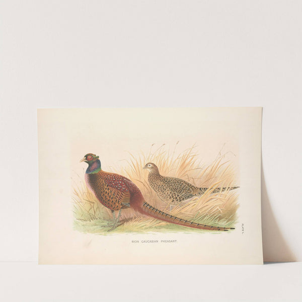Rion Caucasian Phesant (Phasianus colchicus colchicus). (1918-1922) by Henry Jones