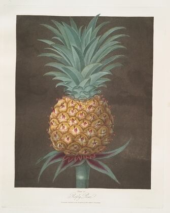 Riply pine. (1812)
