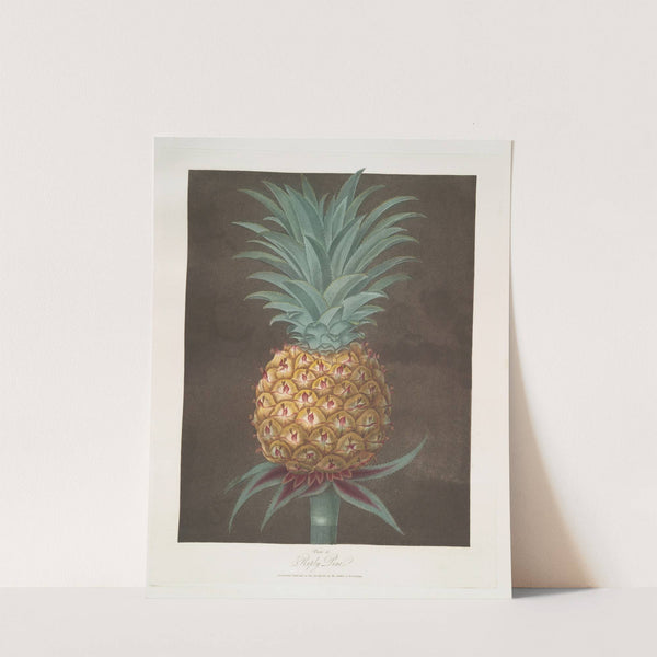 Riply pine. (1812) by George Brookshaw