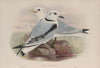 Rissa tridactyla. Kittiwake. (1862-1873)