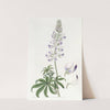 River Lupine (1815-1819) by Sydenham Edwards
