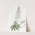 River Lupine (1815-1819) by Sydenham Edwards