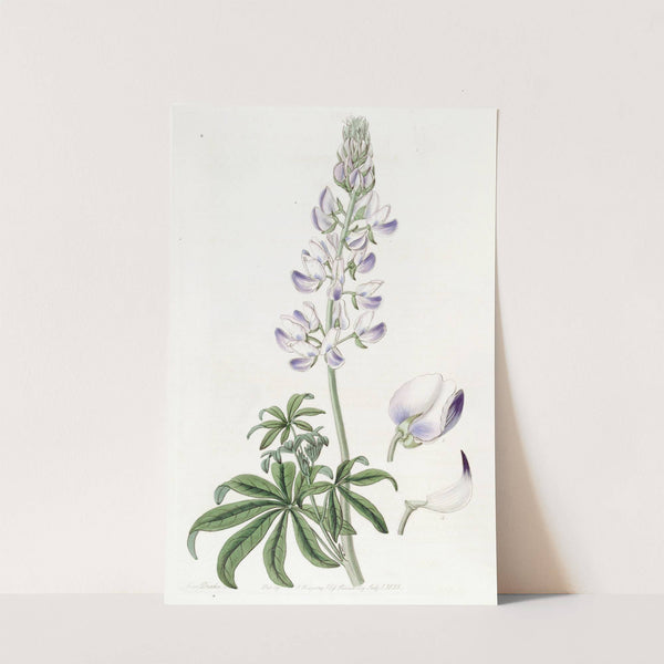 River Lupine (1815-1819) by Sydenham Edwards