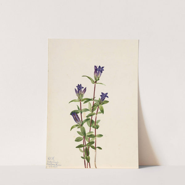 Riverbank Gentian (Gentiana affinis) (1924) by Mary Vaux Walcott