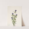 Riverbank Gentian. Gentiana affinis (1925) by Mary Vaux Walcott