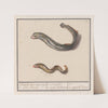 Rivierprik (Lampetra fluviatilis) en zeepaling (Congridae) 1. lampreij. rivier negen oog. 2. Zee Paling (1596-1610) by Anselmus Boëtius de Boodt