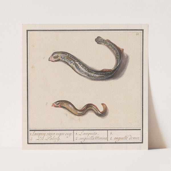 Rivierprik (Lampetra fluviatilis) en zeepaling (Congridae) 1. lampreij. rivier negen oog. 2. Zee Paling (1596-1610) by Anselmus Boëtius de Boodt