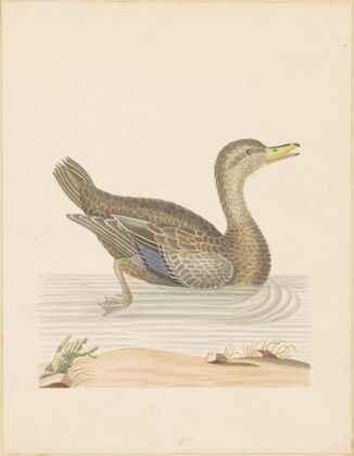 Roan Duck