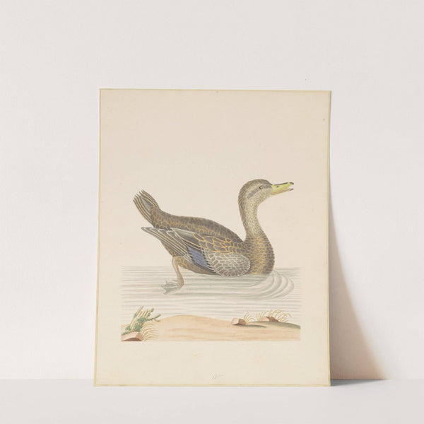 Roan Duck by John Abbot