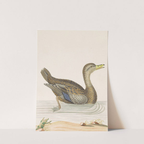 Roan Duck by John Abbot