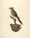 Robin (German )