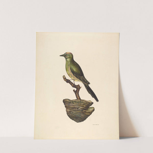 Robin (German ) by John Thorsen