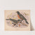 Robin. Turdus migratorius. 1. Adult. 2. Young (1874) by Louis Prang & Co.