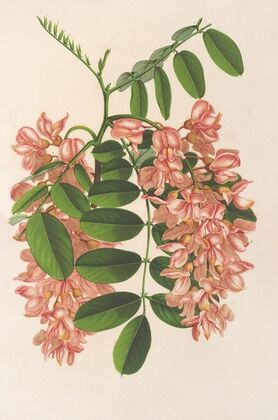 Robinia pseudacacia v. Decaisneana