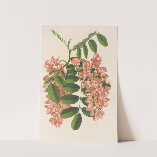 Robinia pseudacacia v. Decaisneana by Charles Antoine Lemaire