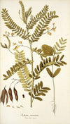 Robinia vesicaria