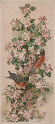 Robins (1896)