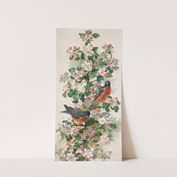 Robins by Anonymous