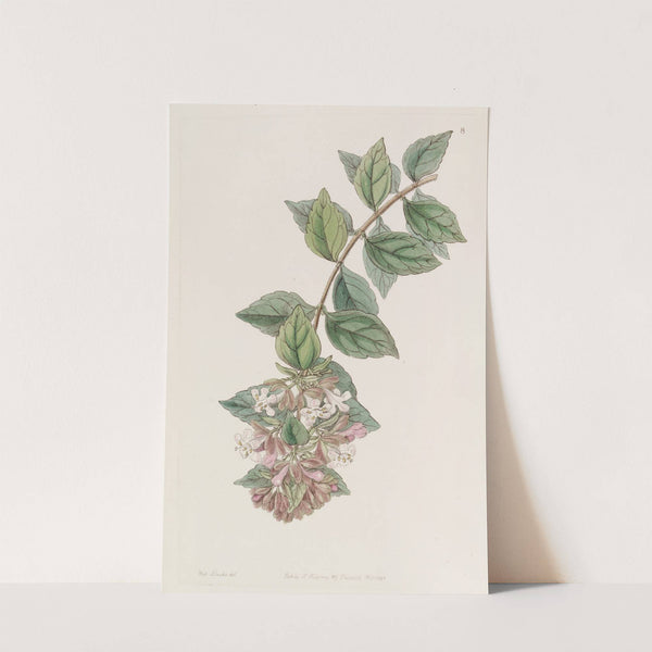 Rock Abelia (1815-1819) by Sydenham Edwards