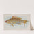 Rock Blackfish (1889) by Allen & Ginter
