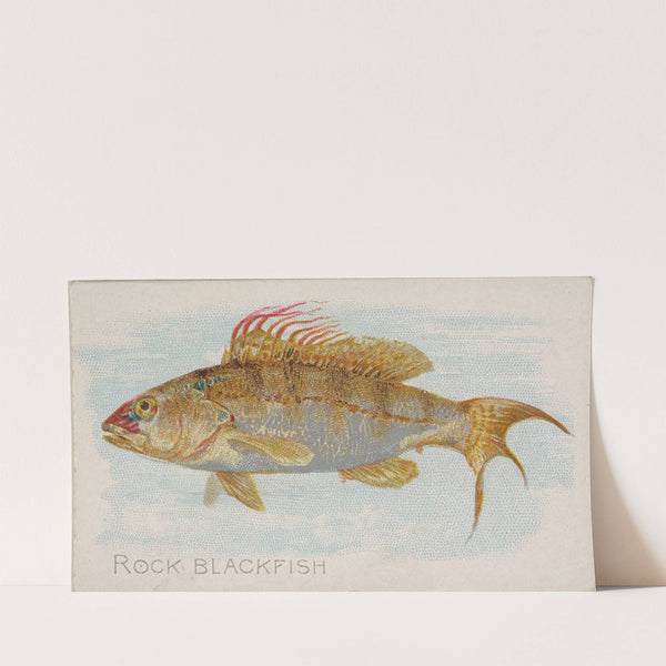 Rock Blackfish (1889) by Allen & Ginter