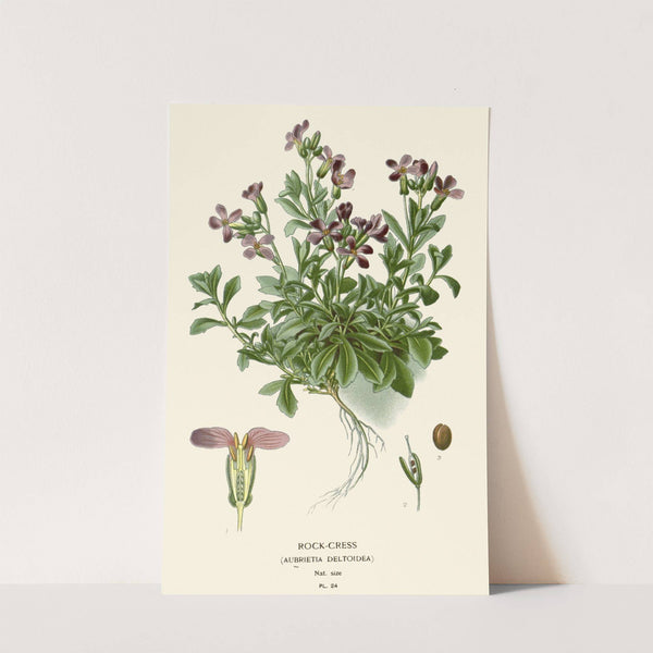 Rock-Cress (1896-1897) by Edward Step