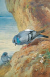 Rock Doves (1931)