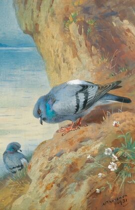 Rock Doves (1931)