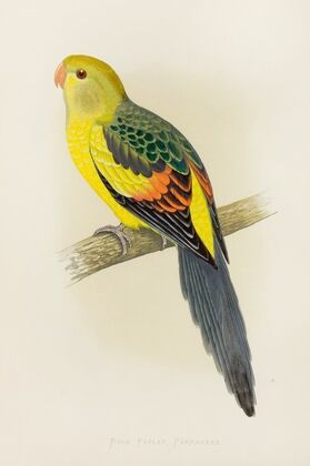 Rock Pepler, or Black-Tailed Parrakeet (1884-1887) — size preview