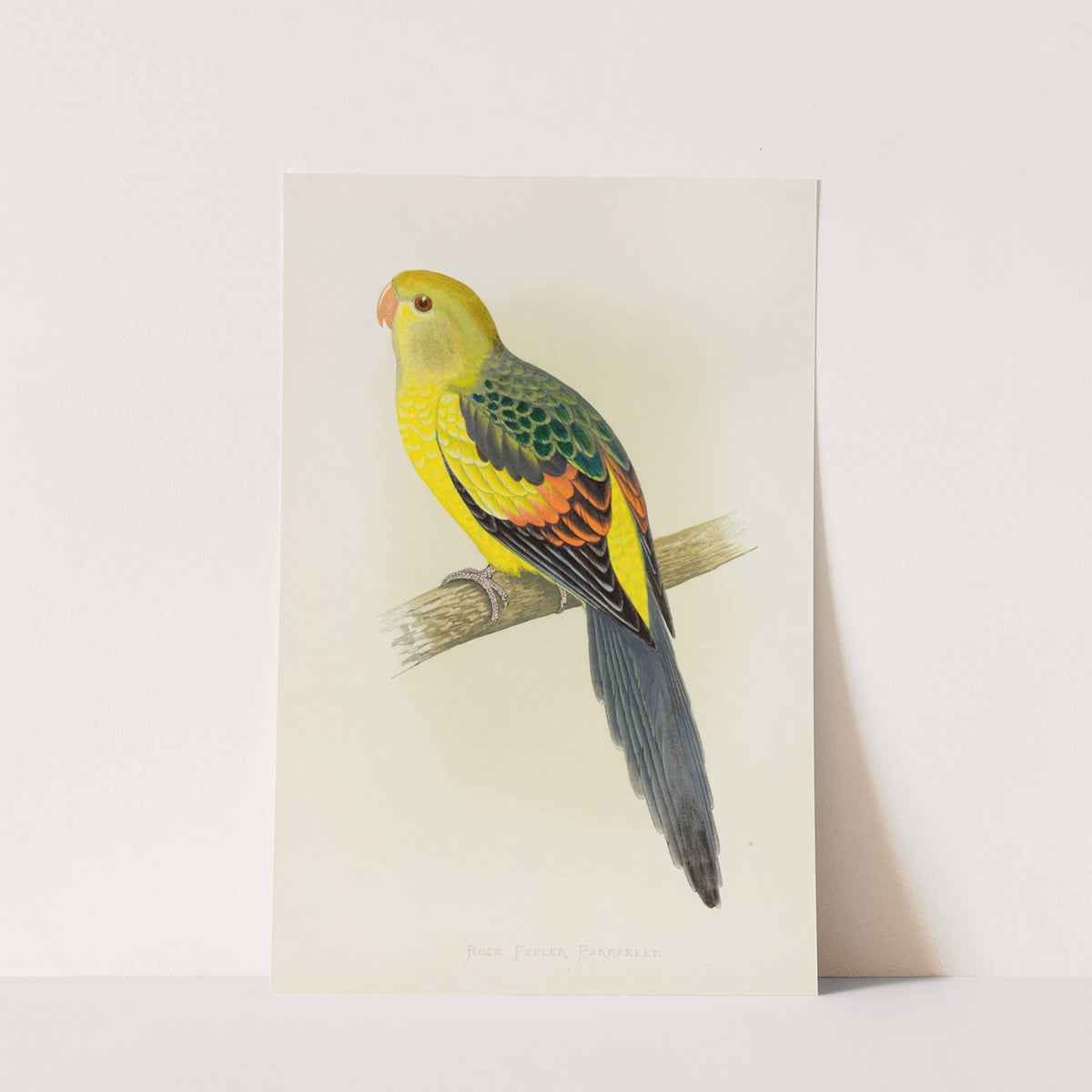 Rock Pepler, or Black-Tailed Parrakeet (1884-1887) by Alexander Francis Lydon