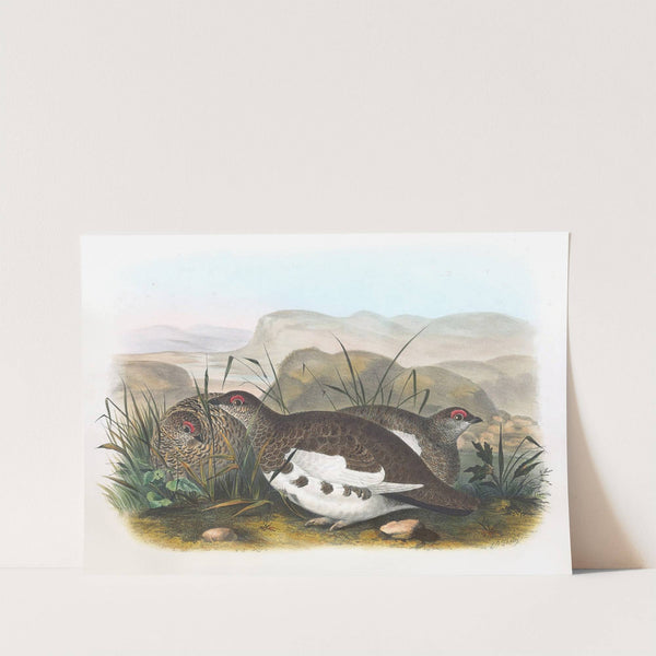 Rock Ptarmigan by Daniel Giraud Elliot