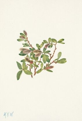 Rock Willow. Salix petrophila (1925)