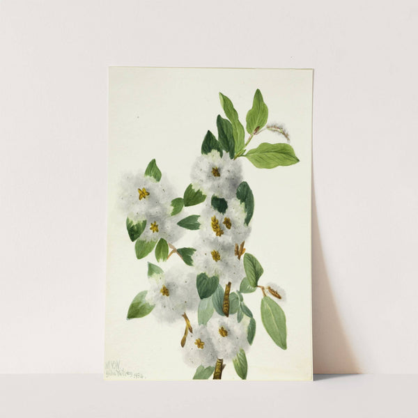 Rock Willow (Salix vestita) (1934) by Mary Vaux Walcott