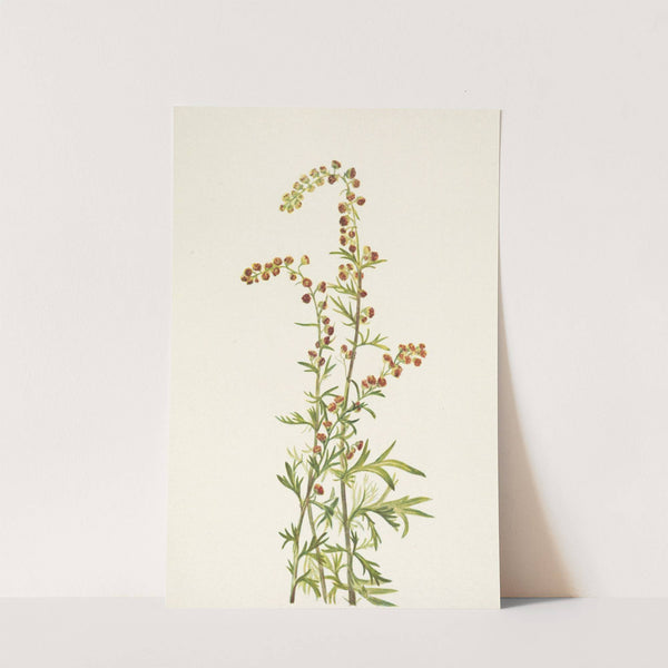 Rock Wormwood. Artemisia discolor (1925) by Mary Vaux Walcott