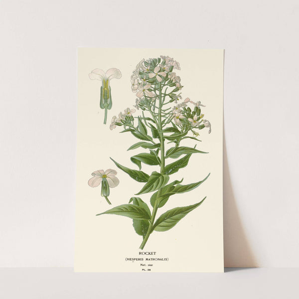 Rocket (1896-1897) by Edward Step