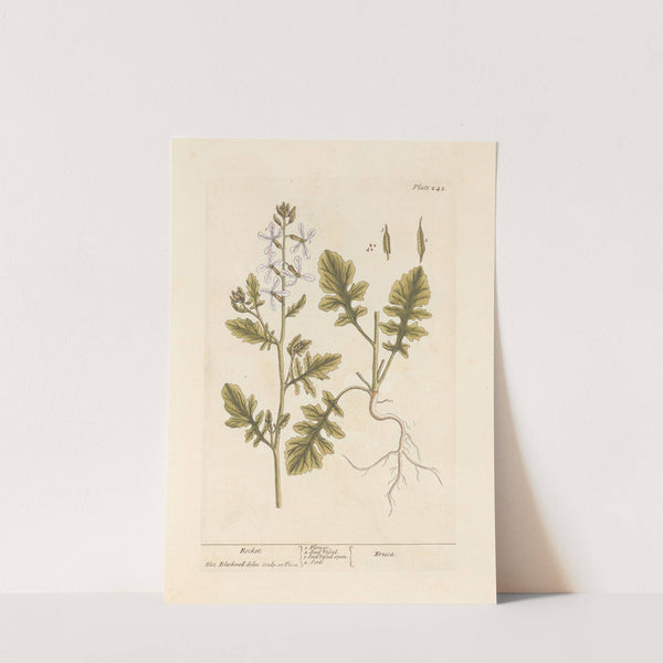 Rocket by Elizabeth Blackwell